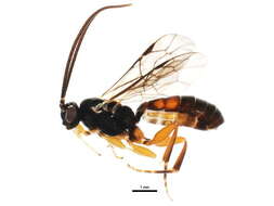 Sivun Sphecophaga vesparum (Curtis 1828) kuva