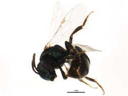 Lasioglossum anomalum (Robertson 1892)的圖片