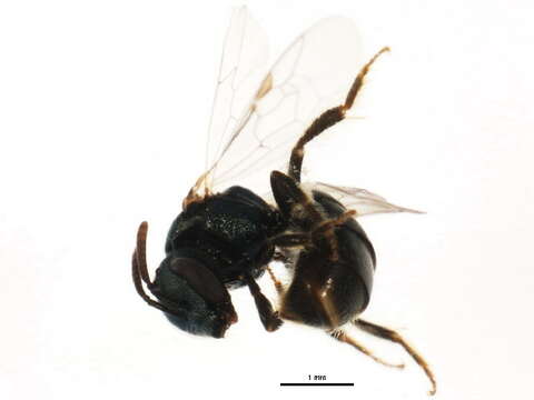 Image de Lasioglossum anomalum (Robertson 1892)