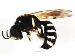 Image of Crossocerus maculipennis (F. Smith 1856)