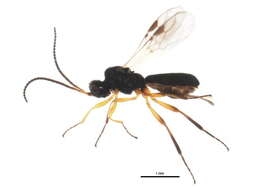 Image of Schizoprymnus