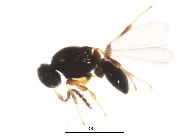 Sivun Synopeas pennsylvanicum (Fouts 1924) kuva