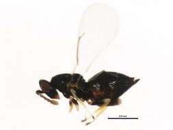 Image of Aprostocetus