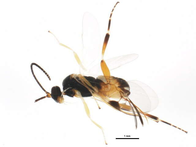 Image of <i>Choeras consimilis</i>