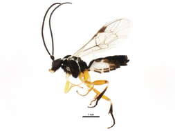 Image of Ichneumon wasp