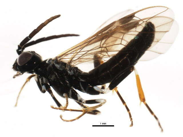 Image of <i>Allantus rufocinctus</i>