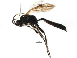 Image of Vulgichneumon deceptor (Scopoli 1763)