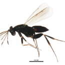 Image of Elasminae