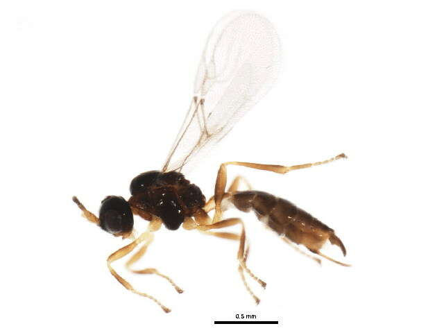 Image of Trioxys sunnysidensis Fulbright & Pike 2007