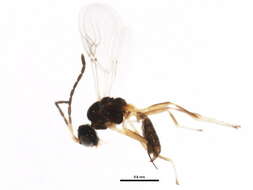 Image of Parasitoid wasp