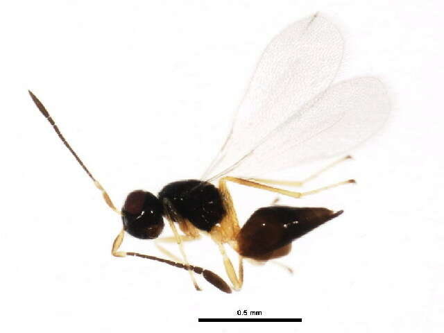 Image of Ooctonus notatus Walker 1846