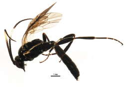 Image of Vulgichneumon deceptor (Scopoli 1763)