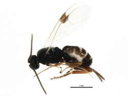 Image of Parasitoid wasp