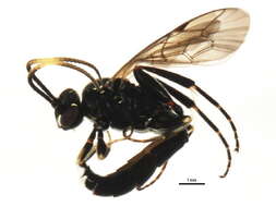 Image of Vulgichneumon deceptor (Scopoli 1763)