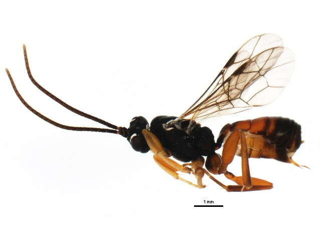 Image of Sphecophaga vesparum (Curtis 1828)