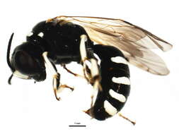 Image of Crossocerus maculipennis (F. Smith 1856)