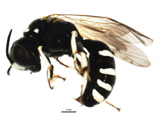 Image of Crossocerus maculipennis (F. Smith 1856)