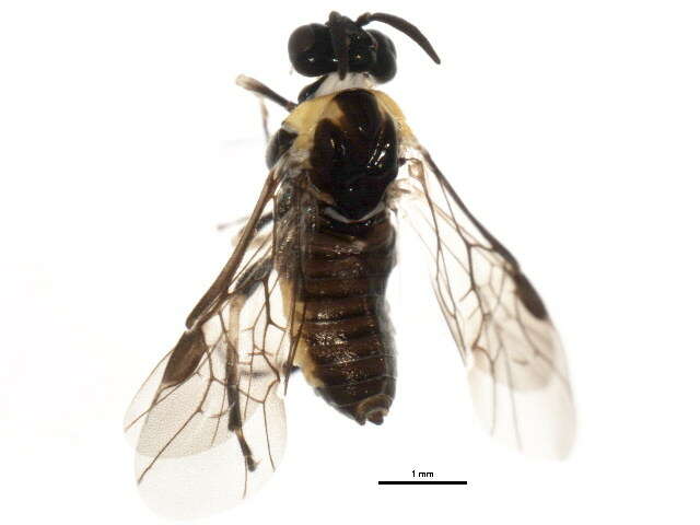 Image of Schizocerella pilicornis (Holmgren)