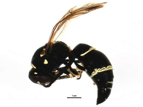 Image of Parancistrocerus pensylvanicus (de Saussure 1856)