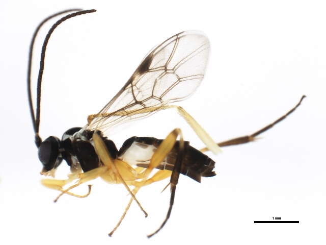 Image of Ichneumon wasp