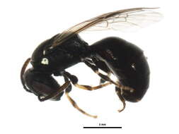 Image of <i>Hylaeus mesillae cressoni</i>