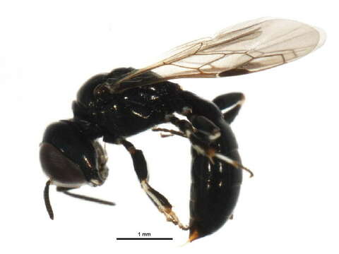 Image of Crossocerus annulipes (Lepeletier de Saint Fargeau & Brullé 1835)