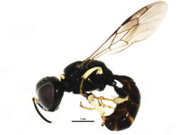 Image of Crossocerus impressifrons (F. Smith 1856)