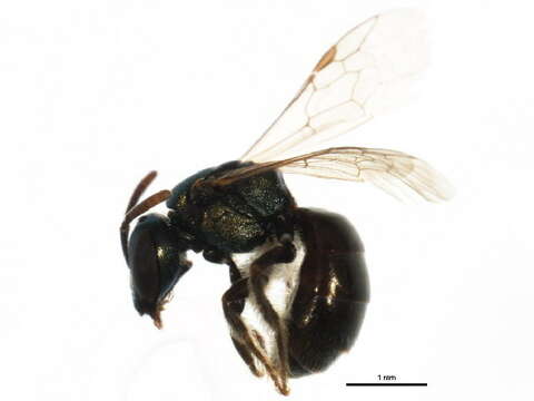 Lasioglossum anomalum (Robertson 1892)的圖片