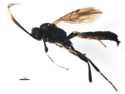 Image of Vulgichneumon deceptor (Scopoli 1763)