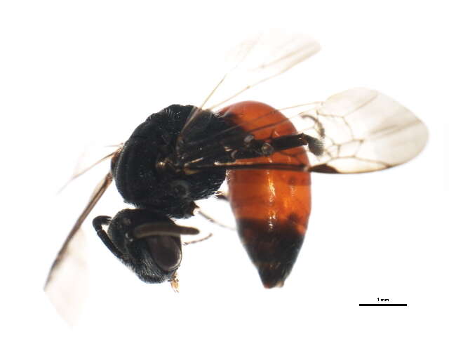 Image of Sphecodes autumnalis Mitchell 1956