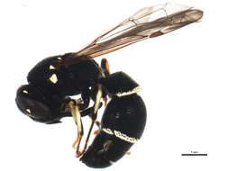 Image of Parancistrocerus pensylvanicus (de Saussure 1856)