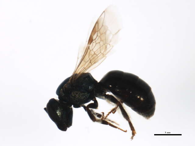 Image of Lasioglossum anomalum (Robertson 1892)