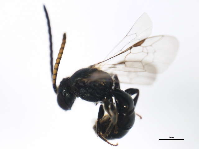 Lasioglossum dreisbachi (Mitchell 1960)的圖片