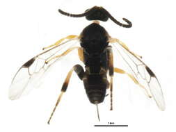 Image of <i>Apanteles samarshalli</i> Fernández-Triana