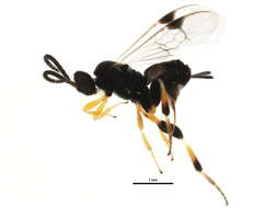 Image of <i>Apanteles samarshalli</i> Fernández-Triana