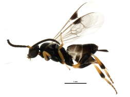 Image of <i>Apanteles samarshalli</i> Fernández-Triana