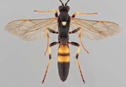 Image of Ichneumon ligatorius Thunberg 1822