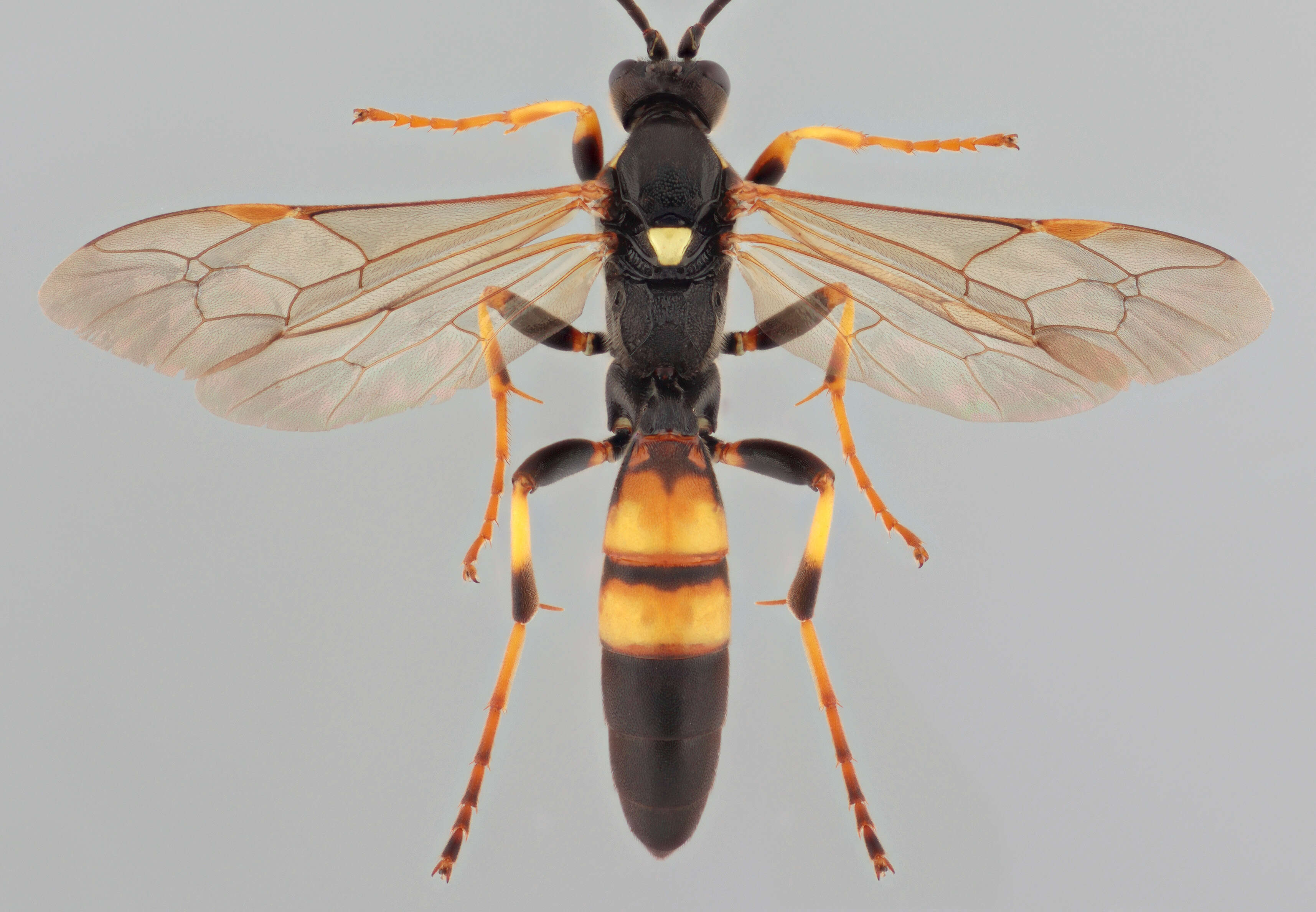 Image of Ichneumon ligatorius Thunberg 1822