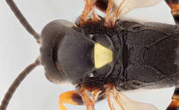 Image of Ichneumon ligatorius Thunberg 1822