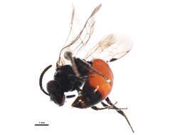 Image of Sphecodes autumnalis Mitchell 1956