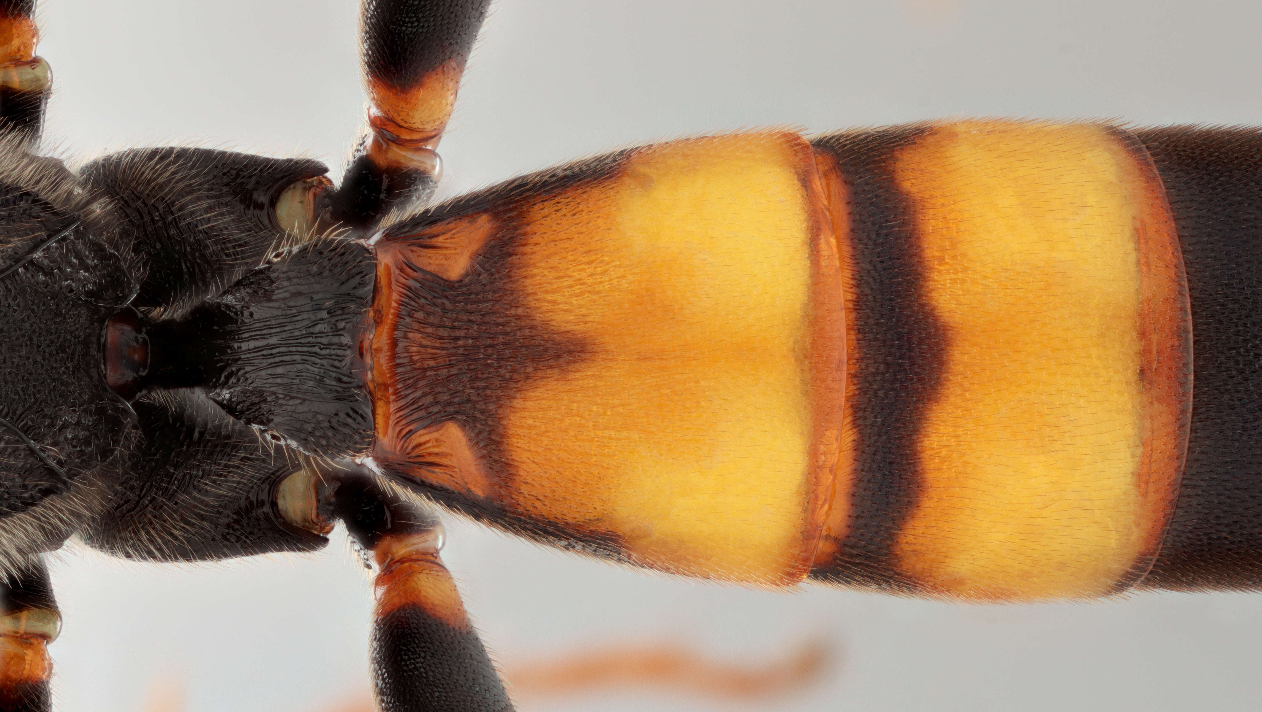 Image of Ichneumon ligatorius Thunberg 1822