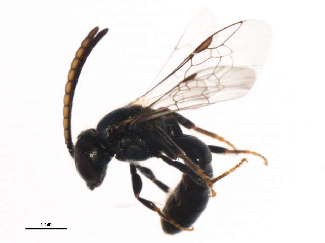 Imagem de Lasioglossum zephyrum (Smith 1853)