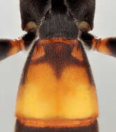 Image of Ichneumon ligatorius Thunberg 1822