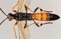 Image of Ichneumon ligatorius Thunberg 1822