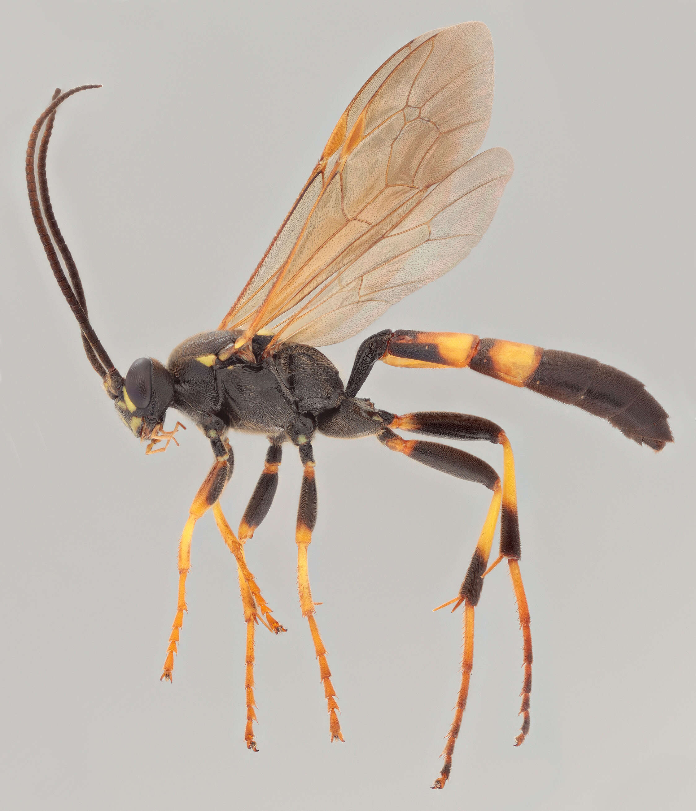 Image of Ichneumon ligatorius Thunberg 1822