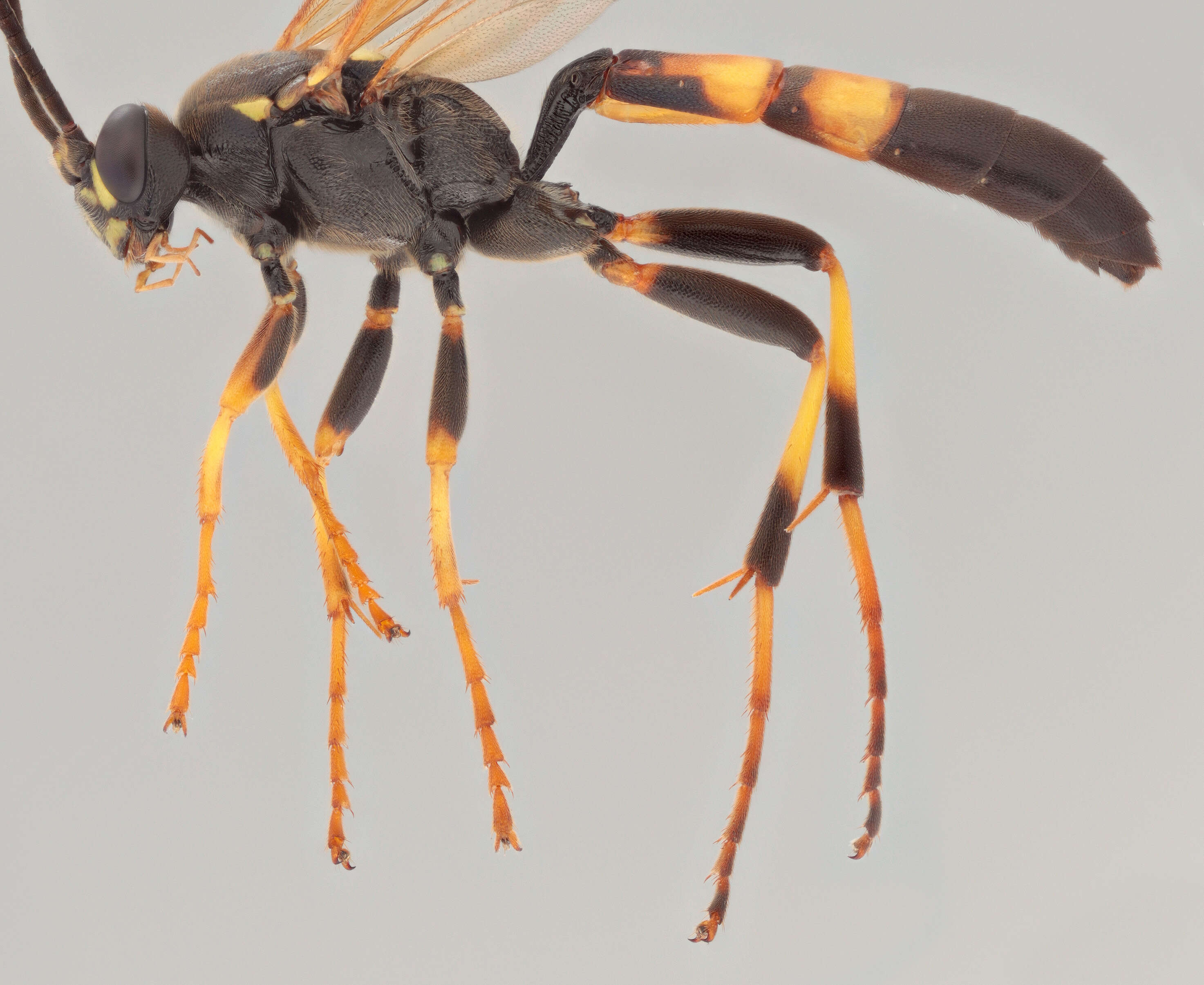 Image of Ichneumon ligatorius Thunberg 1822