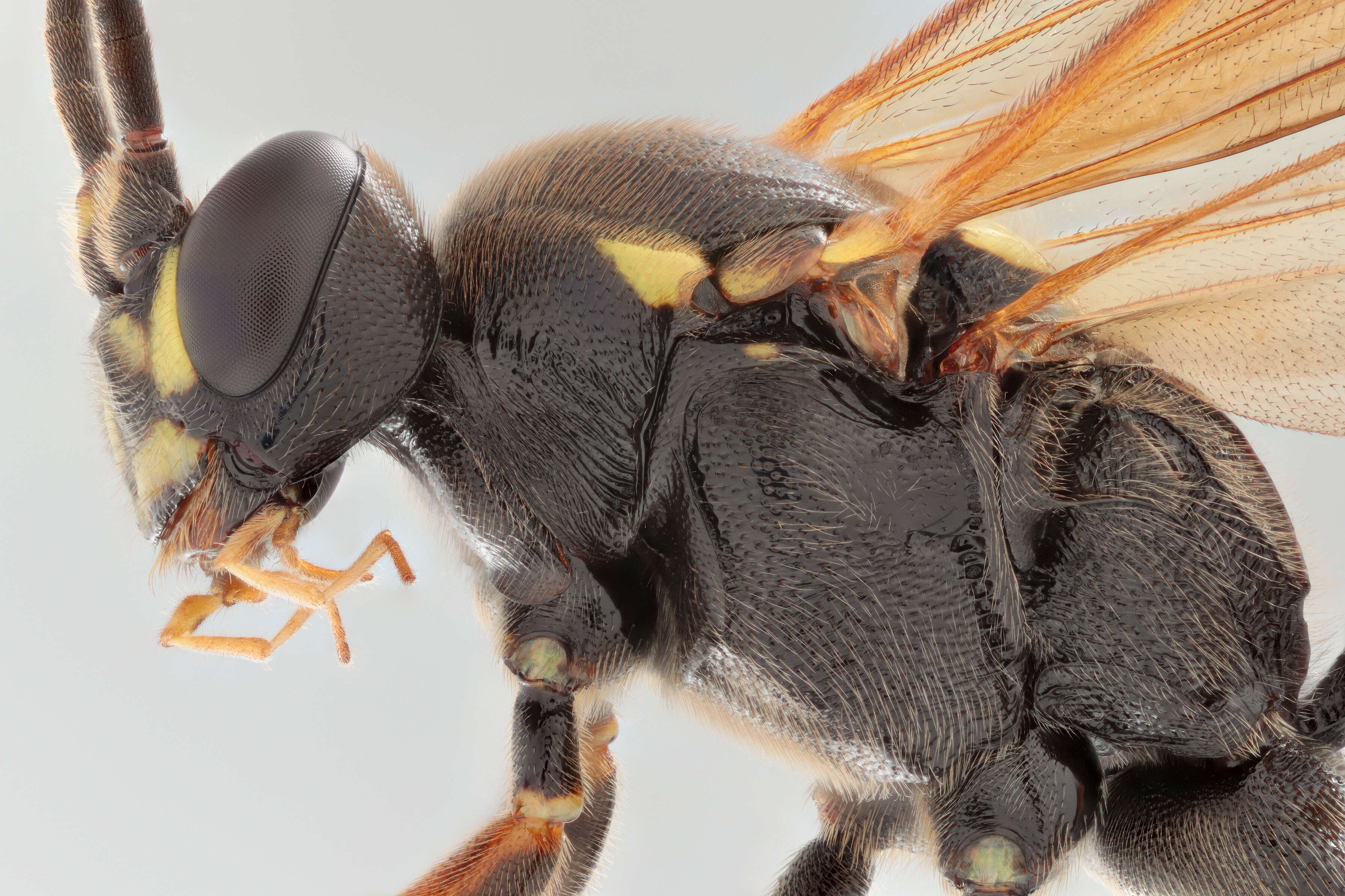 Image of Ichneumon ligatorius Thunberg 1822