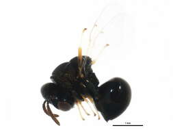Image of Perilampus anomocerus gr