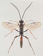 صورة Mesostenus transfuga Gravenhorst 1829