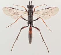 صورة Mesostenus transfuga Gravenhorst 1829